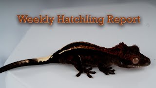 The Weekly Hatchling Report November 8th 2024 [upl. by Newberry]