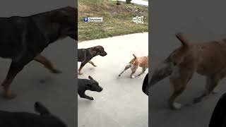 I dont feel safe at all Cleveland woman attacked by stray dogs terrorizing neighbors [upl. by Noreh956]