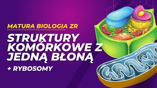 Struktury komórkowe otoczone jedną błoną i rybosomy MATURA BIOLOGIA ZR [upl. by Kaliski217]