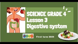 الدرس الثالث digestive system ساينس رابعه الترم الاولScience Grade 4 first term lesson 3 activity 8 [upl. by Kizzee]