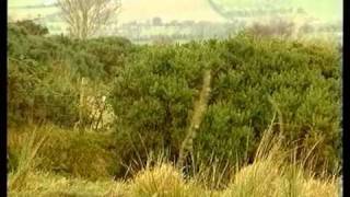 Wildfowling and hunting in Ireland  Fox and Rabbit shooting [upl. by Ailil276]