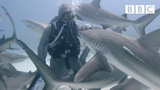 The woman who swims with sharks  BBC [upl. by Trista]