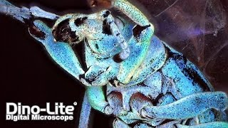 Most Practical Digital Microscope DinoLite [upl. by Vern]