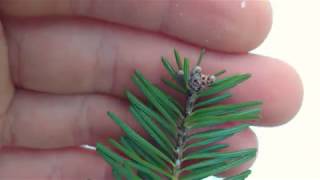 Identifying Balsam fir Abies balsamea by its needles [upl. by Ahseem772]