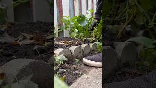 Last summer’s harvest trending satisfying viralvideo gardening [upl. by Luapnoj]