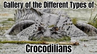 Gallery of the Different Types of Crocodilians [upl. by Ailad]