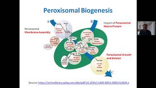 Pex gene peroxisomal biogenesis function of peroxisomes and Peroxisomal Biogenesis disorders [upl. by Eivets162]