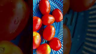 Tamatar khane ke faydeviralvideo knowledgecookingvideo shortvideo [upl. by Domella]