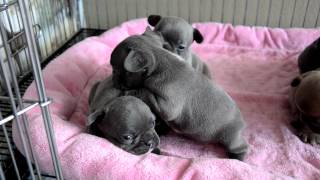 Blue French Bulldog Puppies [upl. by Ardyth]