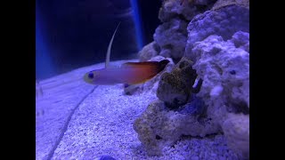 FIREFISH GOBY Added to NEW Saltwater Tank [upl. by Liagiba]