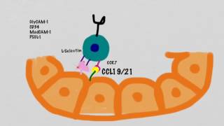 Lymphocyte Recirculation [upl. by Ornas]