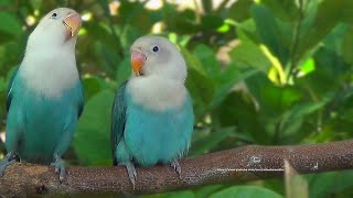 Lovebird Chirping Sounds  Blue Opaline Siblings [upl. by Attenhoj]