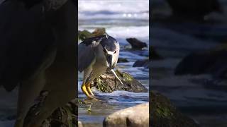 The Heron on the Hunt heron nature birds [upl. by Llerehs]