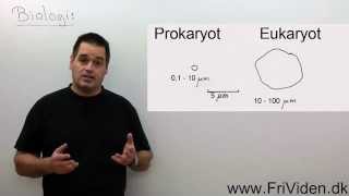 Biologi Forskelle mellem prokaryot og eukaryot celle [upl. by Romine]