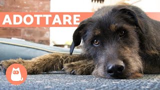 10 motivi per ADOTTARE UN CANE METICCIO [upl. by Geminian]