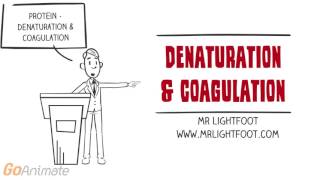 PROTEIN  Denaturation and Coagulation [upl. by Anum]