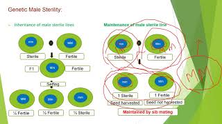 Male sterility in Plants [upl. by Dunson]