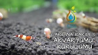 Caridina Karides Akvaryumu Kurulumu quotRed Ruby amp Wine Redquot [upl. by Suiravaj]