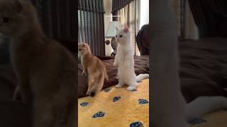 Funny Cats Part 142 cats cat funnyanimals funnycats catstagram catsofinstagram catstagram [upl. by Akirdna525]