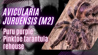 quotJuruensis Pinktoe Tarantula A Guide to Rehousing amp Caring for Your Puru Purple Beautyquot [upl. by Anisamoht840]