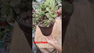 Cotyledon Tomentosa 💚suculentassuscribete youtubeshorts videoviral [upl. by Nalyak]