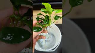 How to Keep Anubias fishkeeping aquascape aquascape aquascape [upl. by Nalro]