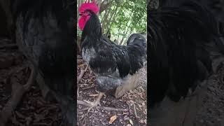 Worlds best Chicken Fayo  Giant rooster Egyptian FayoumisJersey Giant cross Read comments [upl. by Uhej]