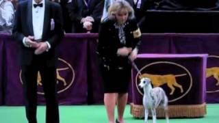 Westminster Dog Show 2010 Whippet Wins Hound Group [upl. by Elmore888]