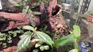 Croc Skink Enclosure Plants  A Year Later [upl. by Otho]