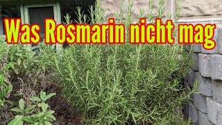 Was Rosmarin nicht mag  Diese Pflegefehler unbedingt bei Rosmarin vermeiden [upl. by Alial]