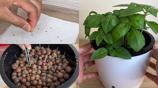 121 How to Grow Basil in LECA or Clay Pebbles  Grow Basil Indoor [upl. by Vinni]