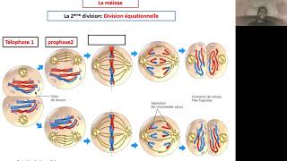 Explication des étapes de la méiose pour une cellule à 2n6 [upl. by Simmie766]