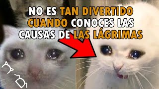 LA VERDAD Detrás De Los MEMES De Gatos LLORANDO  ¿Por Qué Lloran Los Gatos [upl. by Yael389]