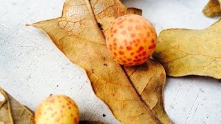 Whats INSIDE Oak Apples and Other Galls [upl. by Kellen]