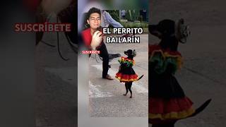 EL PERRO MÁS VIRAL DEL MUNDO shorts [upl. by Rocray352]