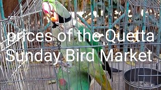 rates prices and updates of the Quetta Sunday Bird Market at Malibagh opposite islamia school [upl. by Louisa380]