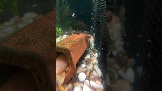 Pleco Update [upl. by Debee13]