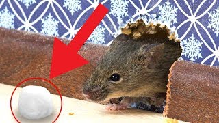 7 Tested amp Proven Ways To Get Rid of Rats Permanently  How To Kill Rat  Rat Trap [upl. by Trix]