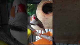 Australian finch bird  Finches bird  zebrafinch finch youtubeshorts shorts bird birds cute [upl. by Huebner926]