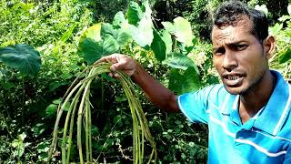 Sulur keladi  jalai kemahang pernah makan [upl. by Lednar]