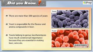 Did You Know  Respiration in Plants  Biology  Class 11th  iPrep [upl. by Pampuch609]