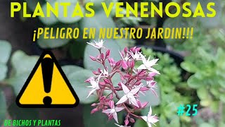 PLANTAS VENENOSAS¡Peligro en nuestro jardín [upl. by Durst111]