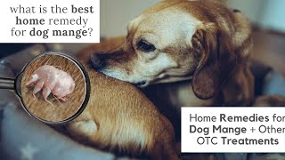 What is the best home remedy for dog mange  Home Remedies for Dog Mange  Other OTC Treatments [upl. by Rizika]