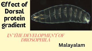 Effect of Dorsal Protein Gradient in the development of Drosophila  Malayalam  Dr RaniSDharan [upl. by Haden275]