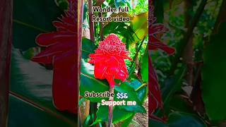 Evolve back resort nature 💐💐💐🌷🌹💝 bollywood hindisong music ytshorts virarlreels [upl. by Veradi789]