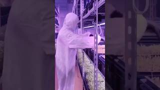 Aeroponics Vertical Farming aeroponics ledgrowlights microgreens agtech [upl. by Shaffert]