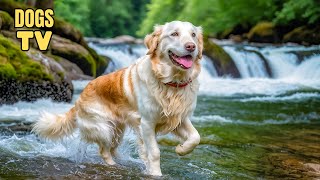 🔴TV For Dog Deeply AntiAnxiety Music for Dog to Relaxing amp The Ultimate Entertainment TV for Dogs [upl. by Kecaj]