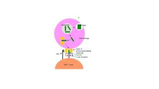 Helper T Cell Activation Tiny Teach [upl. by Bekah]