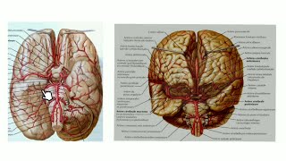 vascularisation artérielle du cerveau partie 2 [upl. by Wilma]