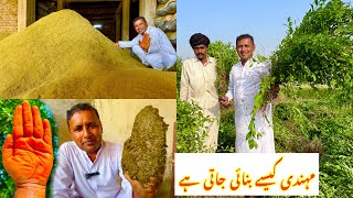 HENNA HARVESTING AND PROCESSING IN FACTORY  Henna Farming In Pakistan  Village Food Secrets [upl. by Leahpar]